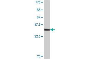 Western Blot detection against Immunogen (37 KDa) . (TRIM61 antibody  (AA 110-208))