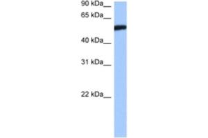 Western Blotting (WB) image for anti-High-Mobility Group 20A (HMG20A) antibody (ABIN2460562)