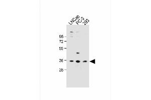 All lanes : Anti-OR6C3 Antibody (Center) at 1:1000 dilution Lane 1: LNCap whole cell lysate Lane 2: PC-3 whole cell lysate Lane 3: 293 whole cell lysate Lysates/proteins at 20 μg per lane. (OR6C3 antibody  (AA 203-238))