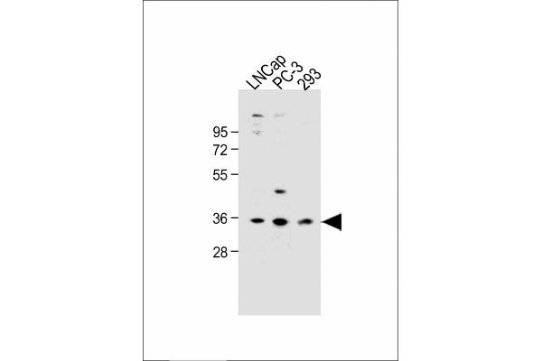 OR6C3 antibody  (AA 203-238)