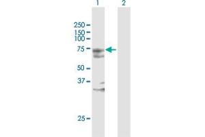 Western Blot analysis of MYST2 expression in transfected 293T cell line by MYST2 MaxPab polyclonal antibody.