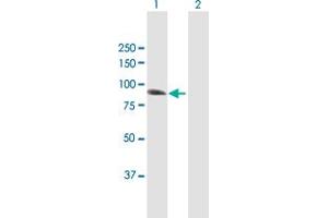 Western Blot analysis of IFI16 expression in transfected 293T cell line by IFI16 MaxPab polyclonal antibody. (IFI16 antibody  (AA 1-729))