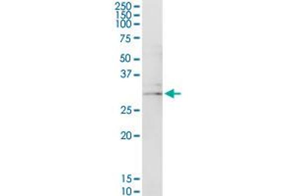 UBE2Z antibody  (AA 1-259)