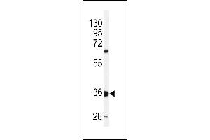 C12orf53 antibody  (N-Term)