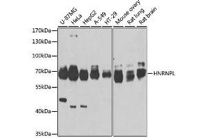 Western blot analysis of extracts of various cell lines, using HNRNPL antibody. (HNRNPL antibody  (AA 282-589))