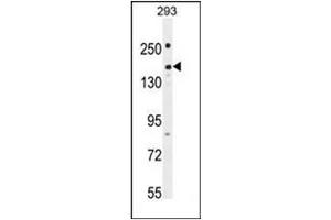 Western blot analysis of PKHG1 Antibody (C-term) in 293 cell line lysates (35ug/lane). (PLEKHG1 antibody  (C-Term))