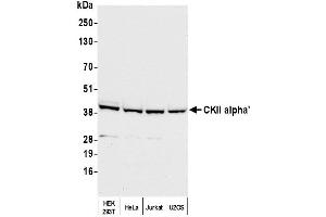 Western Blotting (WB) image for anti-Casein Kinase 2 alpha 1 (CSNK2A1) (C-Term) antibody (ABIN7450124)