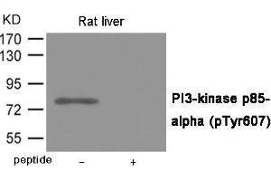 Western blot analysis of extracts from Rat liver tissue using PI3-kinase p85- alpha (Phospho-Tyr607) Antibody. (PIK3R1 antibody  (pTyr607))