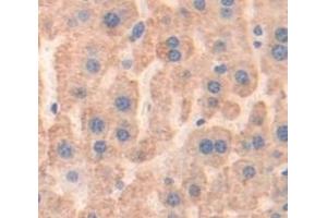 IHC-P analysis of Mouse Tissue, with DAB staining. (Prothrombin antibody  (AA 201-324))