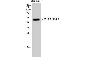 Western Blotting (WB) image for anti-Mitogen-Activated Protein Kinase Kinase 1 (MAP2K1) (pThr386) antibody (ABIN5959683) (MEK1 antibody  (pThr386))