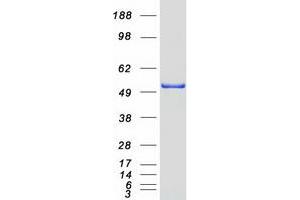 Selenium Binding Protein 1 (SELENBP1) protein (Myc-DYKDDDDK Tag)
