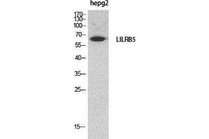 Western Blot (WB) analysis of HepG2 cells using CD85c Polyclonal Antibody. (LILRB5 antibody  (Internal Region))