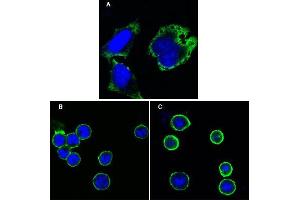 Confocal immunofluorescence analysis of Hela cells (A), BCBL-1 cells (B) and L1210 cells (C) using MPS1 mouse mAb (green). (Mps1 antibody)