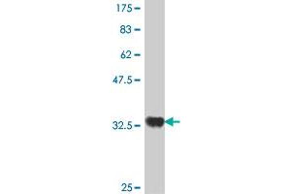 CREBL2 antibody  (AA 31-120)