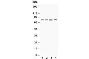 Western blot testing of CD44 antibody and Lane 1:  rat testis;  2: rat ovary;  3: HeLa;  4: HEPA;  Predicted size: 82KD;  Observed size: 82KD