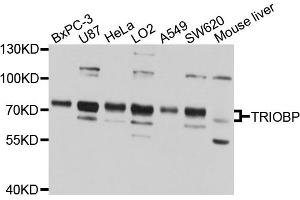 Western blot analysis of extracts of various cell lines, using TRIOBP antibody (ABIN1875210) at 1:1000 dilution. (TRIOBP antibody)
