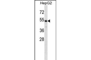 CHST9 Antibody (N-term) (ABIN657112 and ABIN2846259) western blot analysis in HepG2 cell line lysates (35 μg/lane).