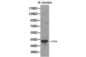 Western Blotting (WB) image for anti-c-Fos (c-Fos) antibody (ABIN1872715) (c-FOS antibody)