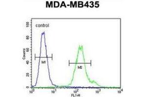 Flow cytometric analysis of MDA-MB435 cells (right histogram) compared to a negative control cell (left histogram) using Metaxin-2 Antibody (C-term), followed by FITC-conjugated goat-anti-rabbit secondary antibodies. (MTX2 antibody  (C-Term))