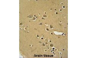 AMY2B antibody (N-term) immunohistochemistry analysis in formalin fixed and paraffin embedded human brain tissue followed by peroxidase conjugation of the secondary antibody and DAB staining. (AMY2B antibody  (N-Term))