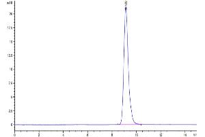 The purity of Human LAMP5 is greater than 95 % as determined by SEC-HPLC.