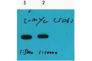 Western Blotting (WB) image for anti-Myc Tag antibody (ABIN3178577) (Myc Tag antibody)
