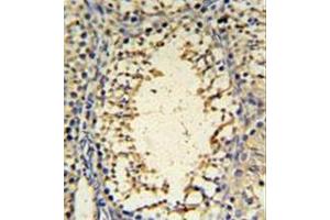 Immunohistochemistryanalysis in formalin fixed and paraffin embedded mouse testis tissue reacted with IMP3 Antibody (C-term) followed by peroxidase conjugation of the secondary antibody and DAB staining. (IMP3 antibody  (C-Term))