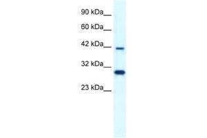 Western Blotting (WB) image for anti-Prolactin Regulatory Element Binding (PREB) antibody (ABIN2460871) (PREB antibody)