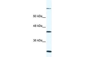FGD1 antibody used at 0. (FGD1 antibody  (C-Term))