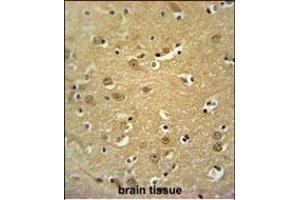 JHDM1D Antibody (Center) (ABIN651309 and ABIN2840180) immunohistochemistry analysis in formalin fixed and paraffin embedded human brain tissue followed by peroxidase conjugation of the secondary antibody and DAB staining. (JHDM1D antibody  (AA 290-316))