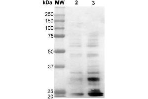 Western Blot analysis of Human Cervical Cancer cell line (HeLa) showing detection of Dityrosine-BSA using Mouse Anti-Dityrosine Monoclonal Antibody, Clone 10A6 . (Dityrosine antibody  (FITC))