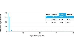 Protein Array (PAr) image for anti-Aldehyde Dehydrogenase 1 Family, Member L1 (ALDH1L1) antibody (ABIN7456198) (ALDH1L1 antibody)