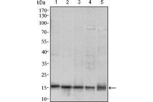 Western blot analysis using MRPL42 mouse mAb against HL7702 (1), SMMC-7721 (2), HEK293 (3) , HeLa (4) and Raji (5) cell lysate.