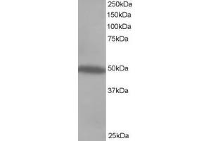 CSK anticorps  (C-Term)