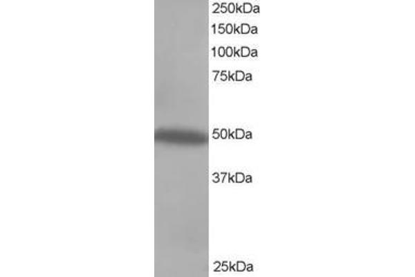 CSK anticorps  (C-Term)