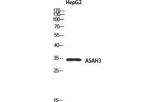Western Blot (WB) analysis of HepG2 using ASAH3 antibody. (ACER1 antibody)
