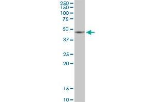 HSDL2 MaxPab polyclonal antibody. (HSDL2 antibody  (AA 1-418))