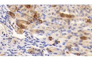 Detection of GHRL in Mouse Stomach Tissue using Polyclonal Antibody to Ghrelin (GHRL) (Ghrelin antibody  (AA 28-117))