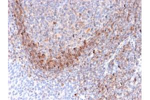 Formalin-fixed, paraffin-embedded human Tonsil stained with CD79b Mouse Monoclonal Antibody (B29/123). (CD79b antibody  (C-Term))