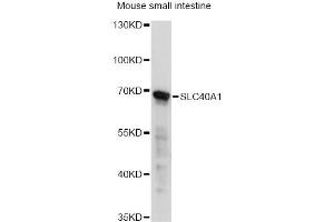 Western blot analysis of extracts of mouse small intestine, using SLC40A1 antibody. (SLC40A1 antibody)