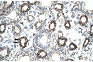 Immunohistochemical staining (Formalin-fixed paraffin-embedded sections) of human kidney with FOXF2 polyclonal antibody  at 4-8 ug/mL working concentration. (FOXF2 antibody  (N-Term))