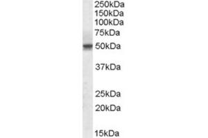 Western Blotting (WB) image for anti-Septin 6 (SEPT6) (Internal Region) antibody (ABIN2464150) (Septin 6 antibody  (Internal Region))