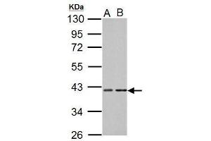 WB Image Sample (30 ug of whole cell lysate) A: NIH-3T3 B: C2C12 10% SDS PAGE antibody diluted at 1:1000 (PRKACA antibody  (Center))