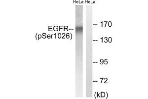 Western blot analysis of extracts from HeLa cells, treated with TSA (400nM, 24hours), using EGFR (Phospho-Ser1026) antibody. (EGFR antibody  (pSer1026))