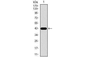 Western blot analysis using SPP1 mAb against human SPP1 recombinant protein.