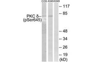 Western blot analysis of extracts from COS7 cells and A549 cells, using PKC delta (Phospho-Ser645) Antibody. (PKC delta antibody  (pSer645))
