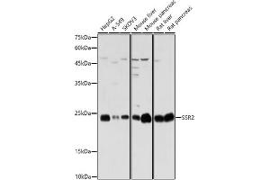 Western blot analysis of extracts of various cell lines, using SSR2 antibody (ABIN7270299) at 1:1000 dilution. (SSR2 antibody)