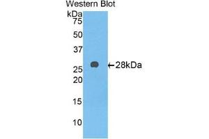 Western Blotting (WB) image for anti-alpha-1-B Glycoprotein (A1BG) (AA 220-415) antibody (ABIN3201752) (A1BG antibody  (AA 220-415))