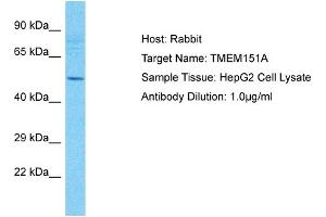 Host: Rabbit Target Name: TMEM151A Sample Type: HepG2 Whole Cell lysates Antibody Dilution: 1. (TMEM151A antibody  (Middle Region))