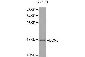 Western blot analysis of 721_B cell lysate using LCN6 antibody. (LCN6 antibody  (AA 25-120))